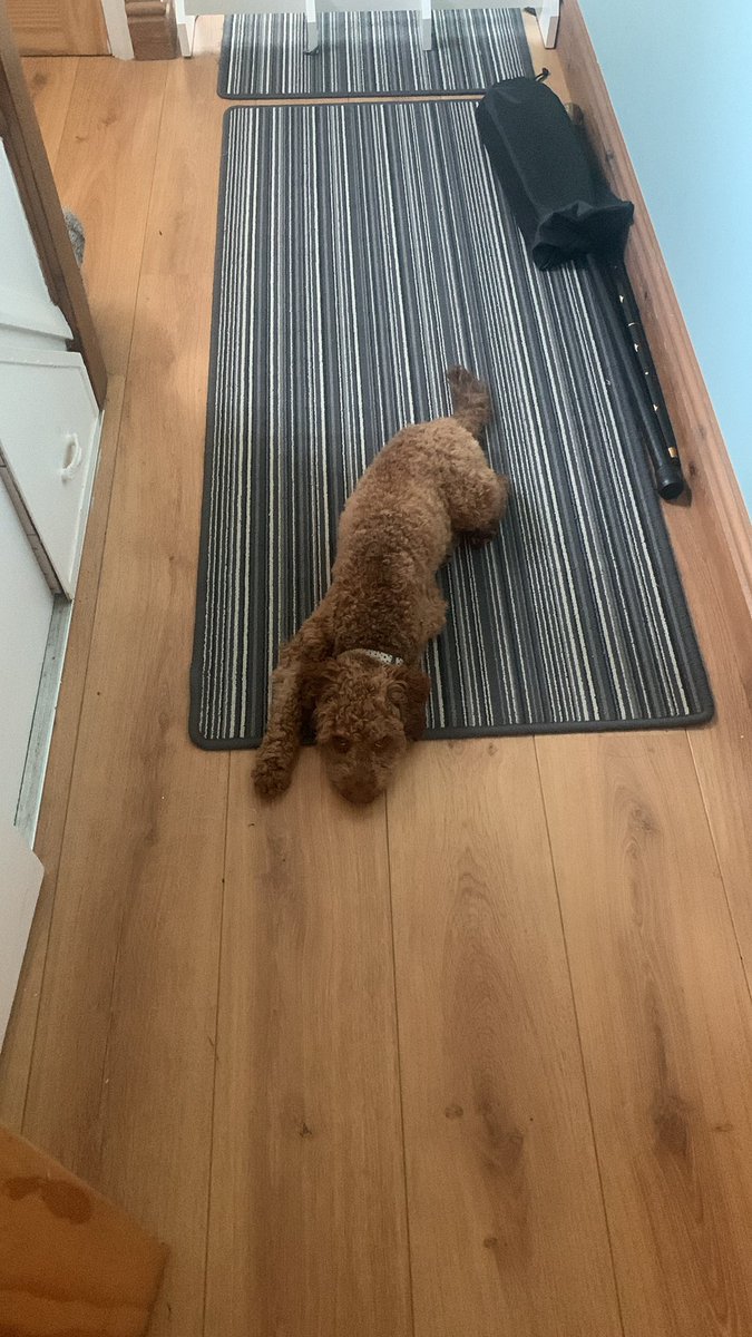 I’m
Watching you! #puppylife #puppy #dog