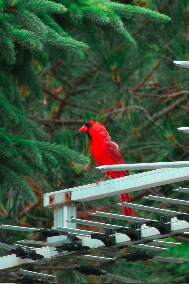 KevinLacoste87's tweet photo. Red cardinal #birdwatching #birdphotography #Canonphotography https://t.co/uTUb32niQg