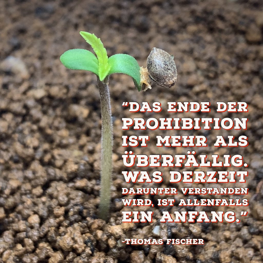 Der #EigenanbauStraffrei wird zum Türöffner für die #Legalisierung, so, wie wir uns sie wünschen.

Nicht kirre machen lassen: Das hier ist gerade erst der Anfang, lieber #Weedmob 💁🏼‍♀️