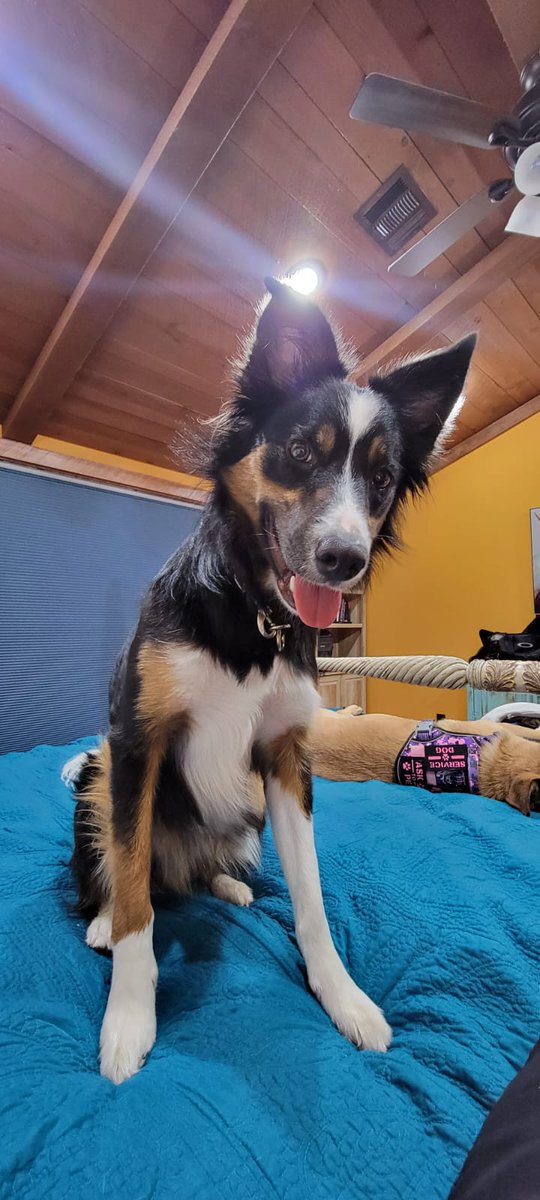 dovesrestcabins's tweet photo. Pets are welcome at Doves Rest Resort @CanyonTexas1 @CanyonChamber @PaloDuroCanyon @homeaway  #cabinrentals #texasvaction #vrbo https://t.co/7mLQEWGj6V