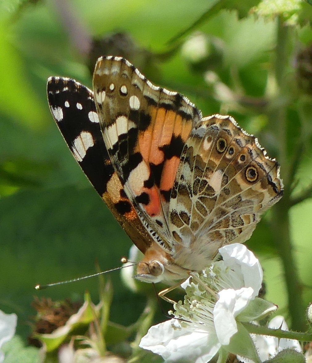 Painted lady #Buckinghamshire quite a few of these popping up now, with schools now releasing them, it could well be a release? But still a fantastic butterfly! #NaturePhotography #butterflies @eButterfly_org @UpperThamesBC