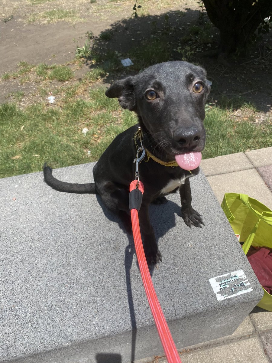 HELA_MORE's tweet photo. Amigos a lo mejor ya no se acuerdan pero Kisha tenía posible adoptante,se fue posponiendo la entrega por diversas cosas,uno de esos temas fue la erliquia,nosotros hemos decidido declinar esa adopción.
Uno,porque era en Edomex y después de lo Maggie nos da un poco de miedo que.. https://t.co/fJ4ao2wACU