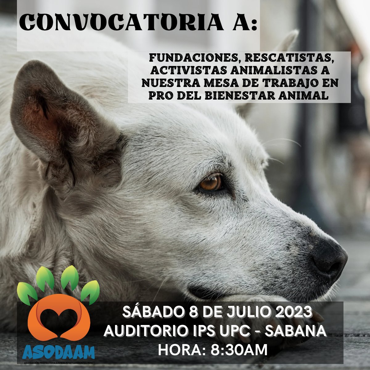 asodaam's tweet photo. Requerimos tu presencia este sábado y contar con los casos de accidentes que haz presenciado o te han reportado. El  atropellamiento de perros y gatos, es una de las  problemáticas con gran índice de maltrato e indiferencia en la ciudad.🐾 #Valledupar https://t.co/I72z477mwD
