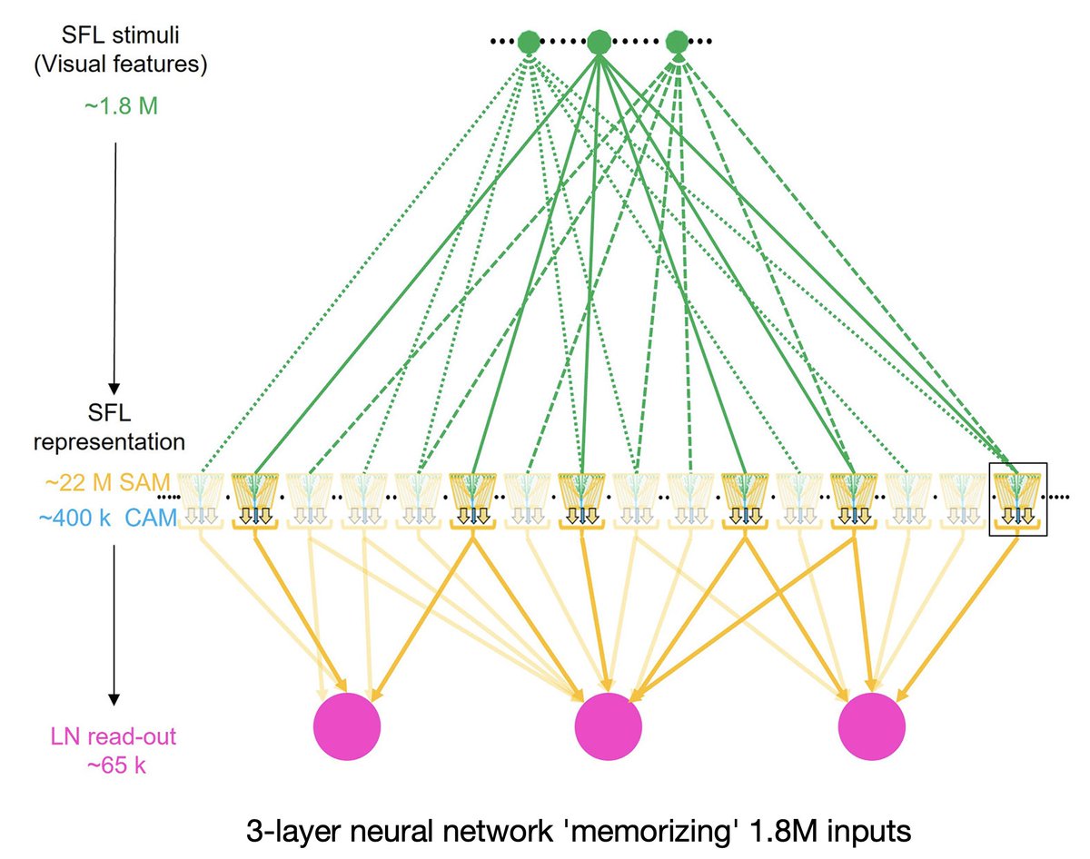 The octopus brain, diverged from human ancestors 500M years ago, rivals dogs &amp; cats in neuron count! Its memory circuit boasts 25M+ neurons, over 1000x a fruit fly's MB. The revealed circuit displays a 3-layer neural network, 'memorizing' 1.8M inputs.👇