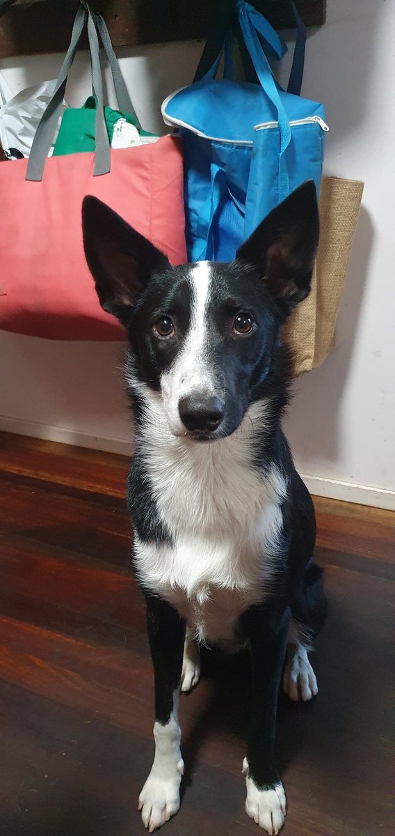 JaymieRains's tweet photo. Threads for dogs has started
jaymie.ok
#FollowTheDogs
#RoseTylerRains https://t.co/NTSiHICFLO
