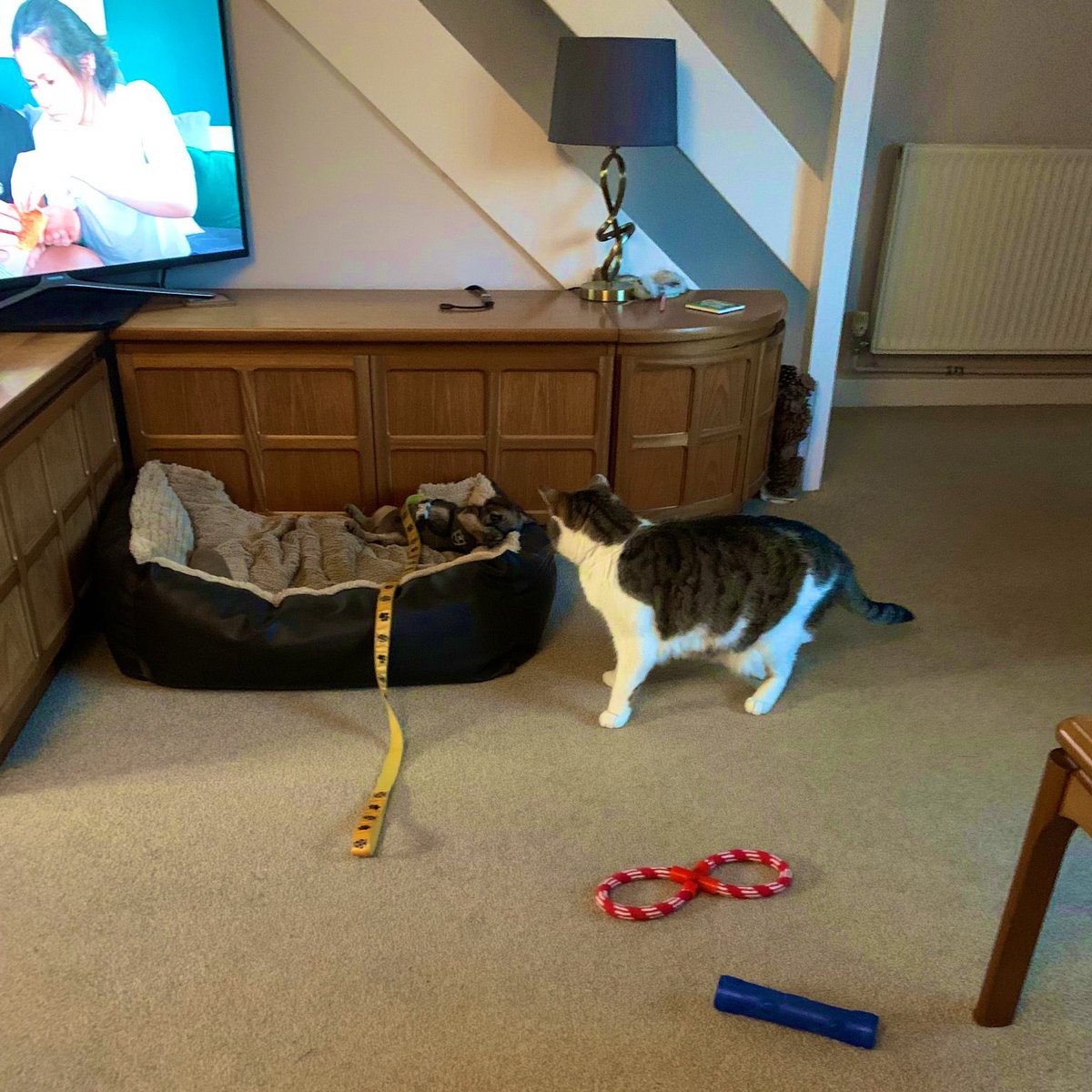 Friends? #BTPosse #dogsoftwitter #dogs #dogsontwitter