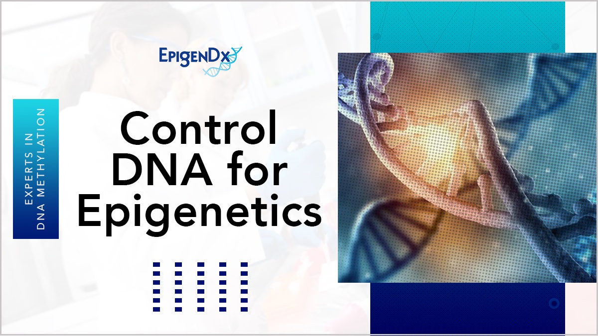 EpigenDx's tweet photo. To ensure accurate #methylation detection and analysis, it is essential to have high-quality control #DNA that can be compared to the sample DNA.
 
#EpigenDx offers methylated genomic DNA controls to serve as positive or negative…
 
🚀 Learn More:  https://t.co/kjftD9ZPTF https://t.co/nIeFf6s5AY