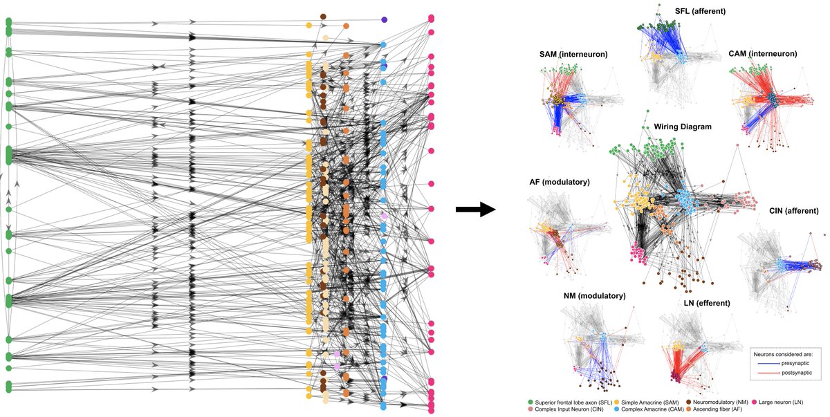 This very quick learning is possible due to expansion of 1.8M memorizable inputs into 23M hidden layer interneurons equipped with synaptic 'storage', which are projected onto 65K output neurons. Reminiscent of mammalian cerebellum and fruit fly memory circuits? 👇