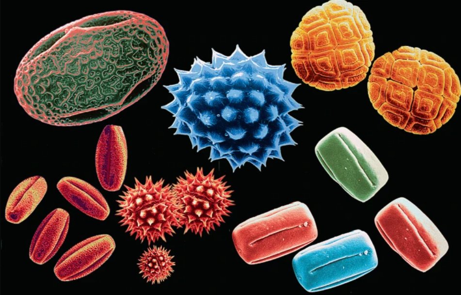 Our editors write:

- Pollen development: Knowing when to stop rdcu.be/dge6V

"Although the pollen exine serves important functions (protection from dehydration, facilitating interaction with the stigma), too much exine material can negatively affect pollen viability."