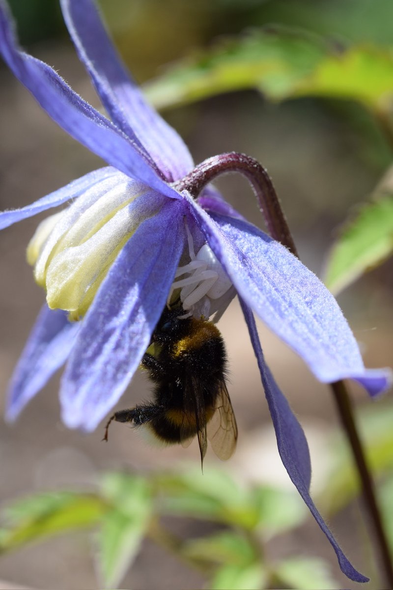mozzalozza's tweet photo. @DirtyGardenH0E @KathyGrant1960 This one was in our garden and it did catch a bee. Amazing creature and part of nature. https://t.co/XJLXdylFlM