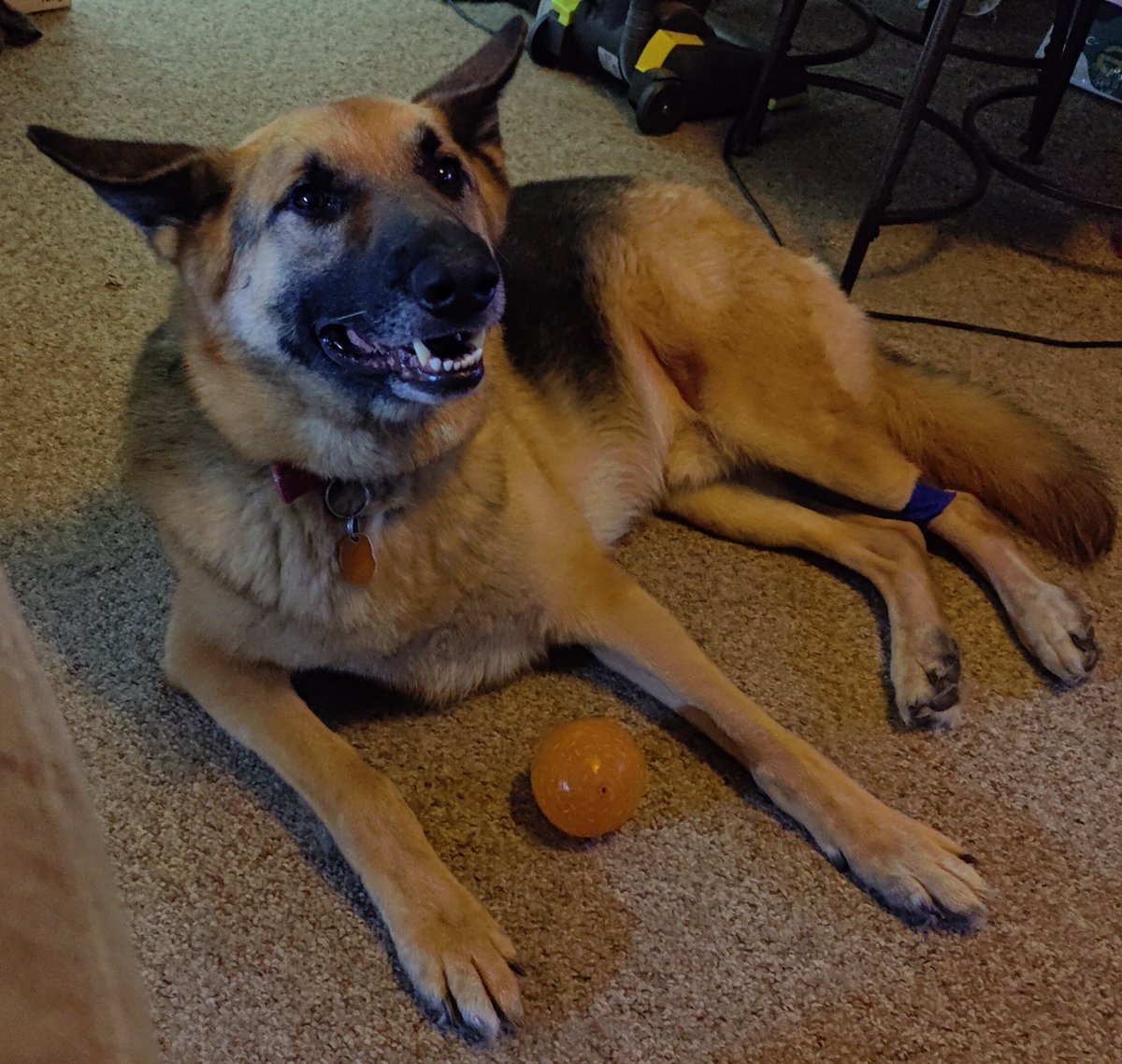 tiberius_white's tweet image. Someone had to go to the vet today. Someone has to take drugs to keep them from biting the vet. Someone is very stoned right now