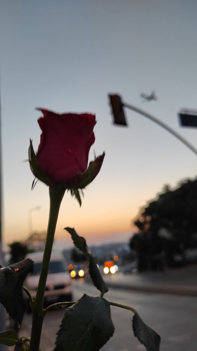 Yine bir gül meselesii.