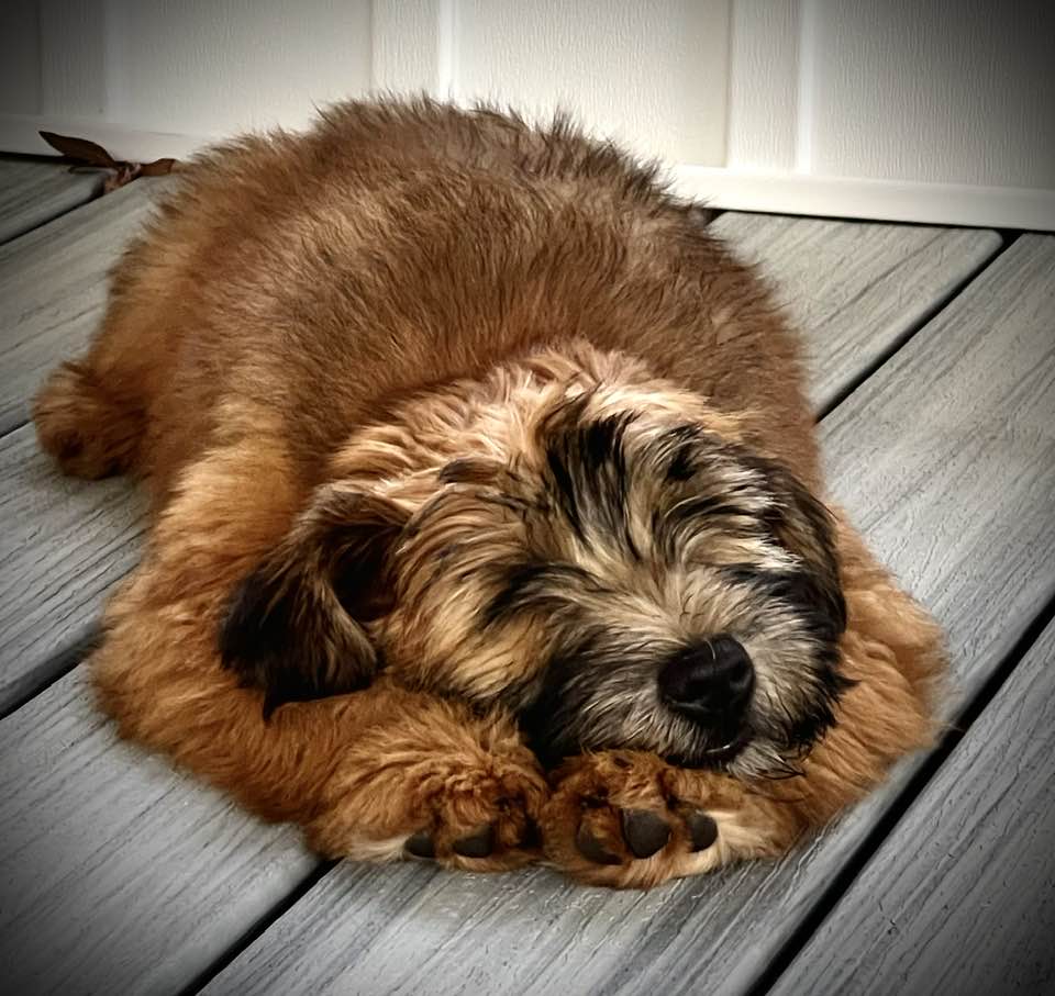 scwtca's tweet image. Find a Wheaten Puppy?  Visit out Breeders Directory: scwtca.org/breeders/