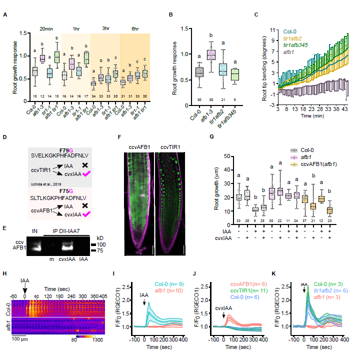 MPlantPCom's tweet photo. The AFB1 auxin receptor controls the cytoplasmic auxin response pathway in Arabidopsis thaliana #research #MolecularPlant https://t.co/HxhEuV6hzN https://t.co/dW3rEehbpg
