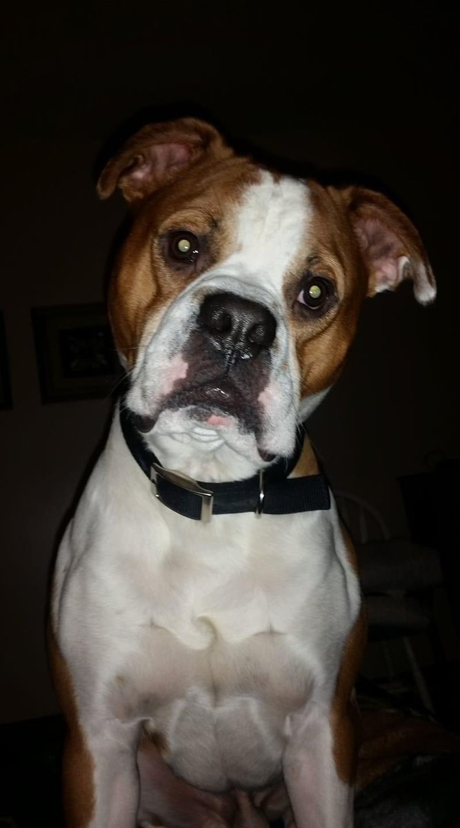 Danny_TH_'s tweet photo. I will never forget you Duke. You were the best dog anyone could have asked for. You were always there for me and as much as it hurts I have to say goodbye. Thank you for everything buddy. I hope there is so much steak and treats for you for where you are going❤️10/17/14 - 7/6/23 https://t.co/l4LNDDfjPC