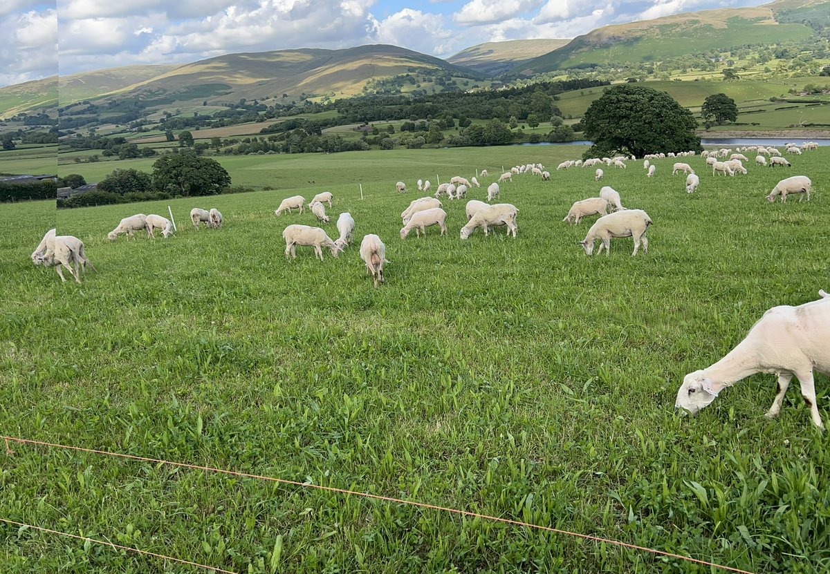 Quite a view bringing the ewes in for milking from the herbal leys.