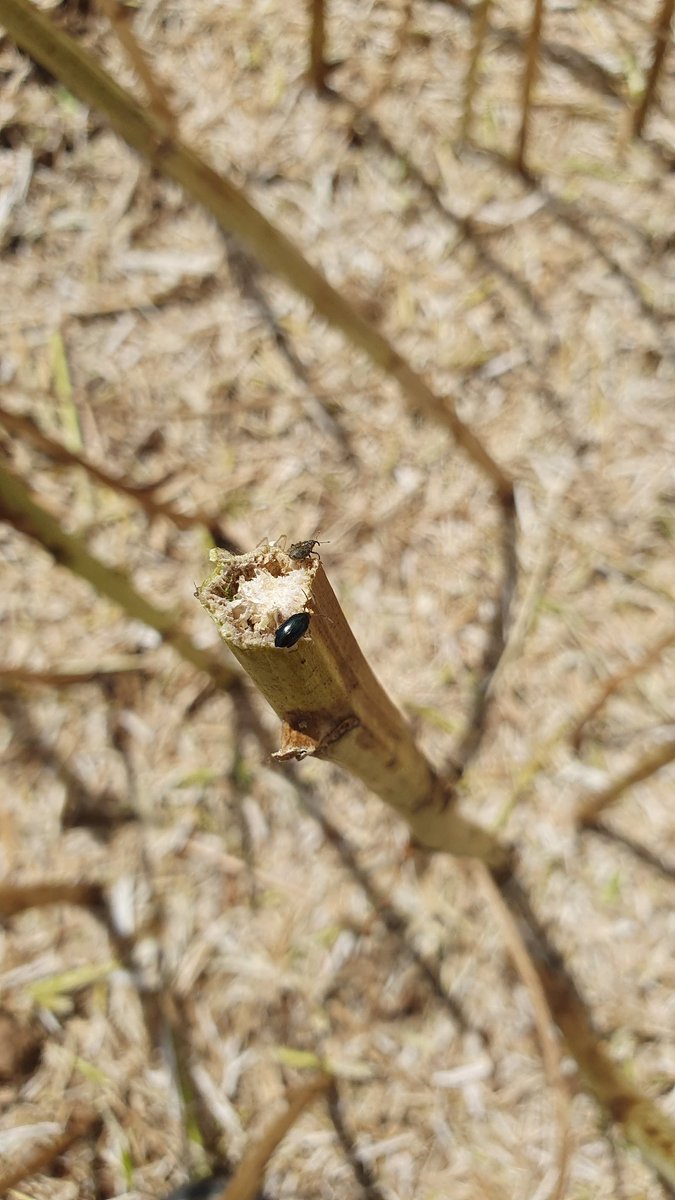 agri_zoom's tweet image. Récolte du colza. Il y a des bebetes sur les cannes de #colza
#FrAgriMoisson2023