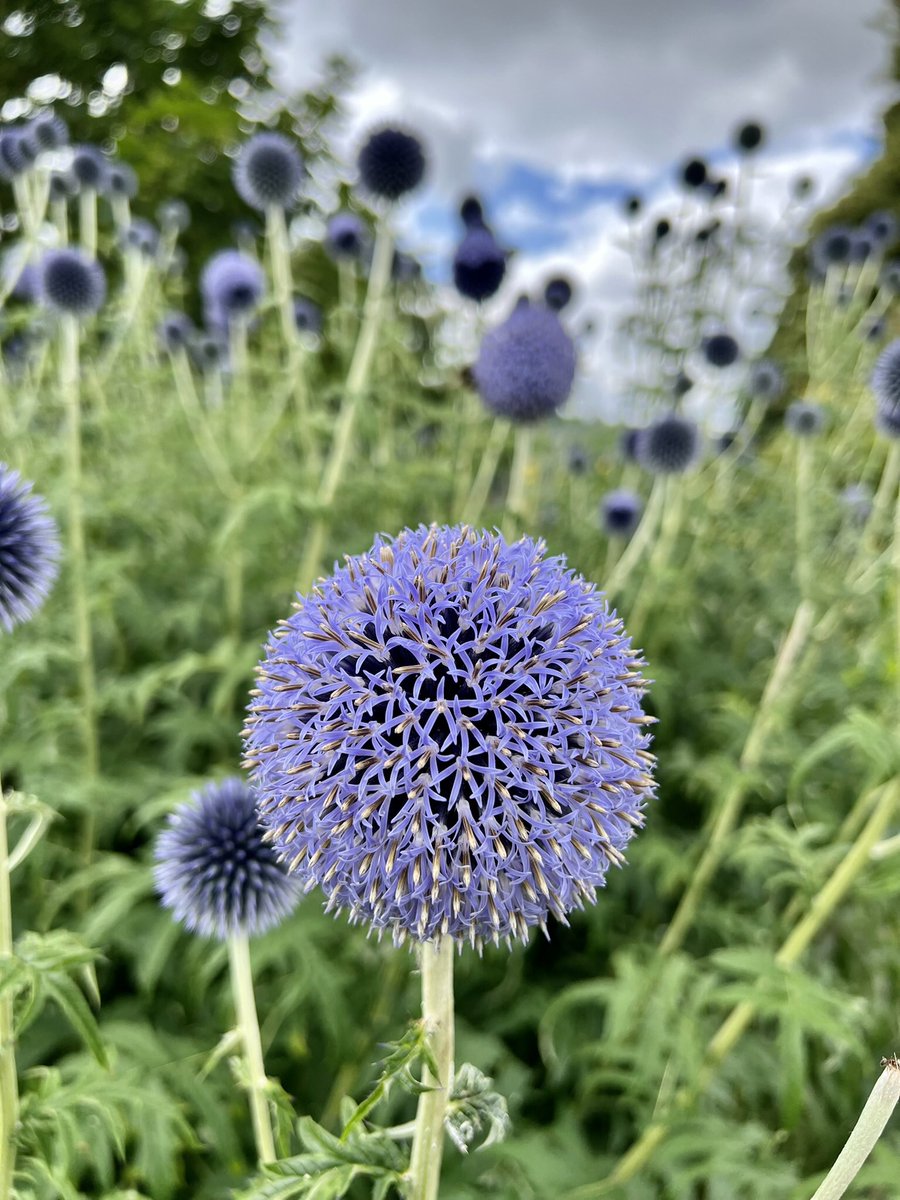 yonel_imre's tweet photo. #nature #photographers #garden https://t.co/WoEQ7cmSaP