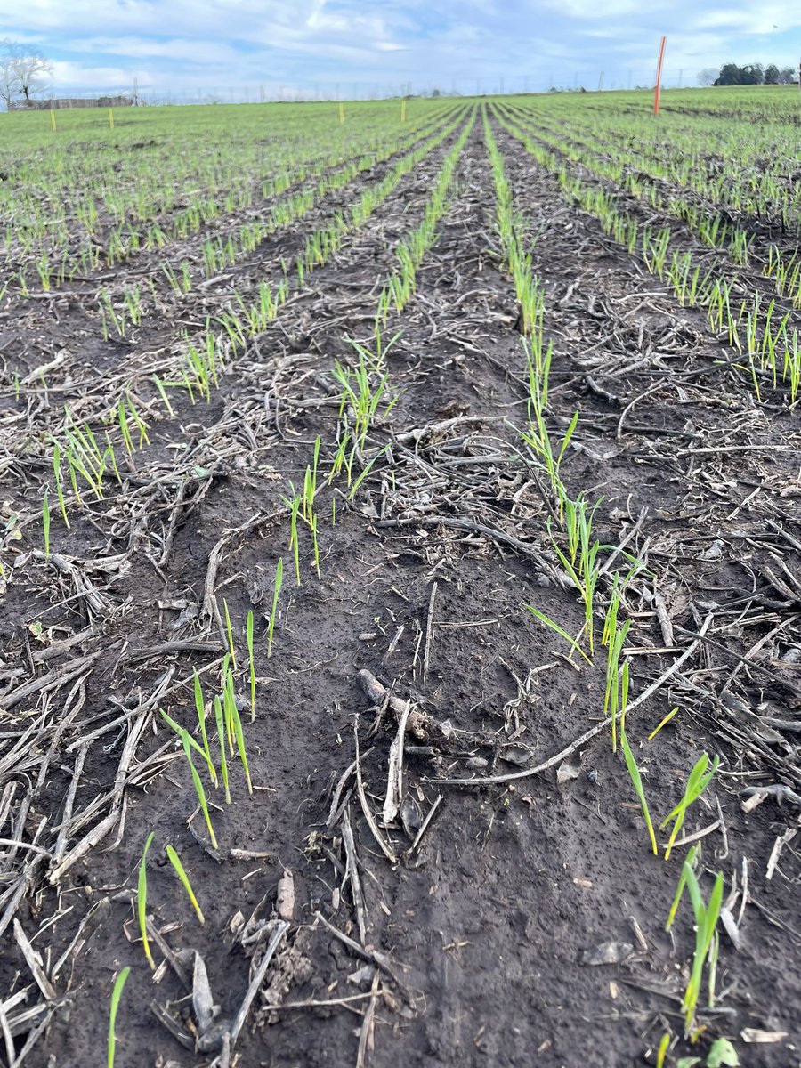 Primeras recorridas por ensayos de Mateno Plus con Iteros 😍
Evaluando control en cruciferas 🌱
<a href="/AgroBayerAR/">Agro Bayer</a> 

#iteros #matenoplus #trigo