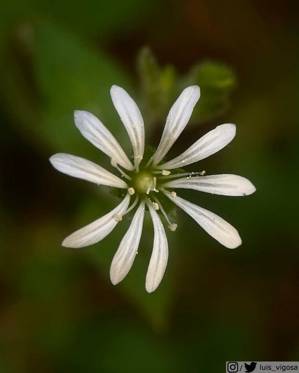 Stellaria cuspidata (Caryophyllaceae)
#botany #flowers #taxonomy #plants