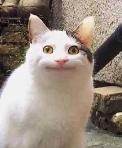 wenn_01234's tweet image. Nicholas as a cat thread :