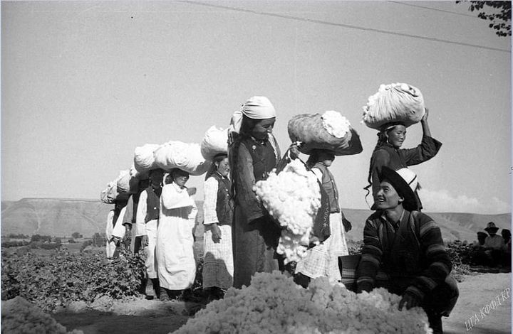 Работницы одного из хозяйств Кыргызстана во время  сбора хлопка. Кыргызстан, 1936г.