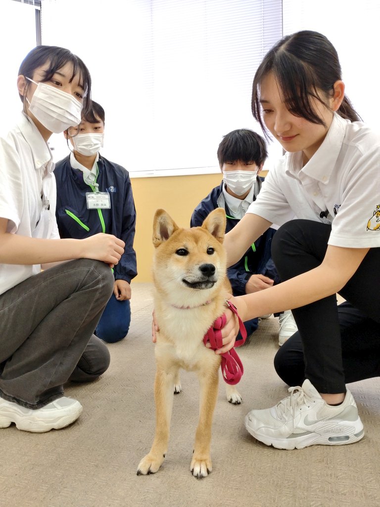 wan_pet_aqua's tweet photo. ✋Tタッチ実技3️⃣✋
リラックスな柴犬ズ🐶
#ttouch
#Tタッチ
#デビー先生
#国際ペットワールド専門学校
#愛玩動物看護師 #トリマー #ドッグトレーナー #飼育員
#柴犬 https://t.co/dydt2ycB2B