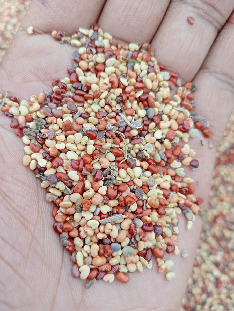 I lost my seed bank during the 2 year drought. Unfortunately most local seed companies don't have seeds for indigenous vegetables. I finally found some at @DiscoverJKUAT. It's interesting that our indigenous seeds are disappearing but western food seeds are in abundance.