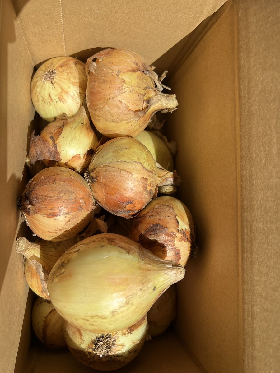 ✨いもあねちゃ✨アムザ農業部 tweet media