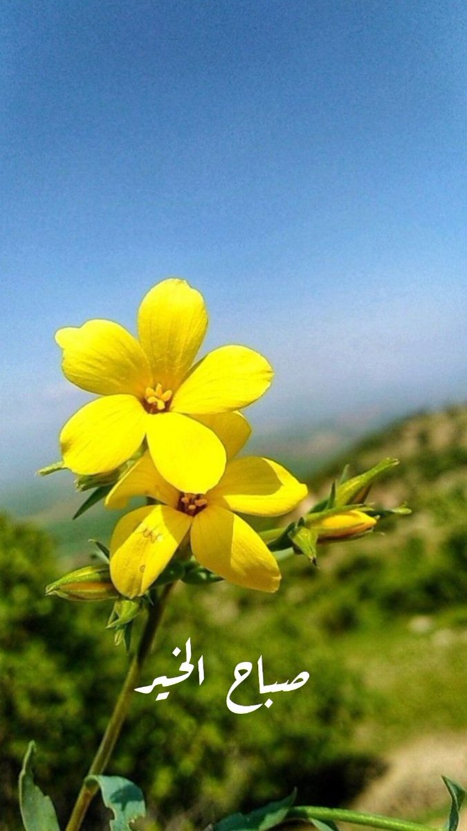 أصبحنا وأصبح الملك لله رب العالمين
صباح الخير