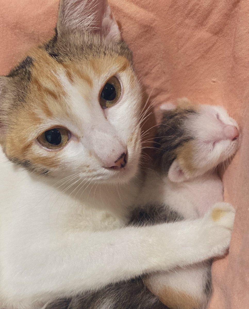 miuw_Ta's tweet photo. @kochengfs Si mini size minta di HAP https://t.co/E2GgsxfFxN