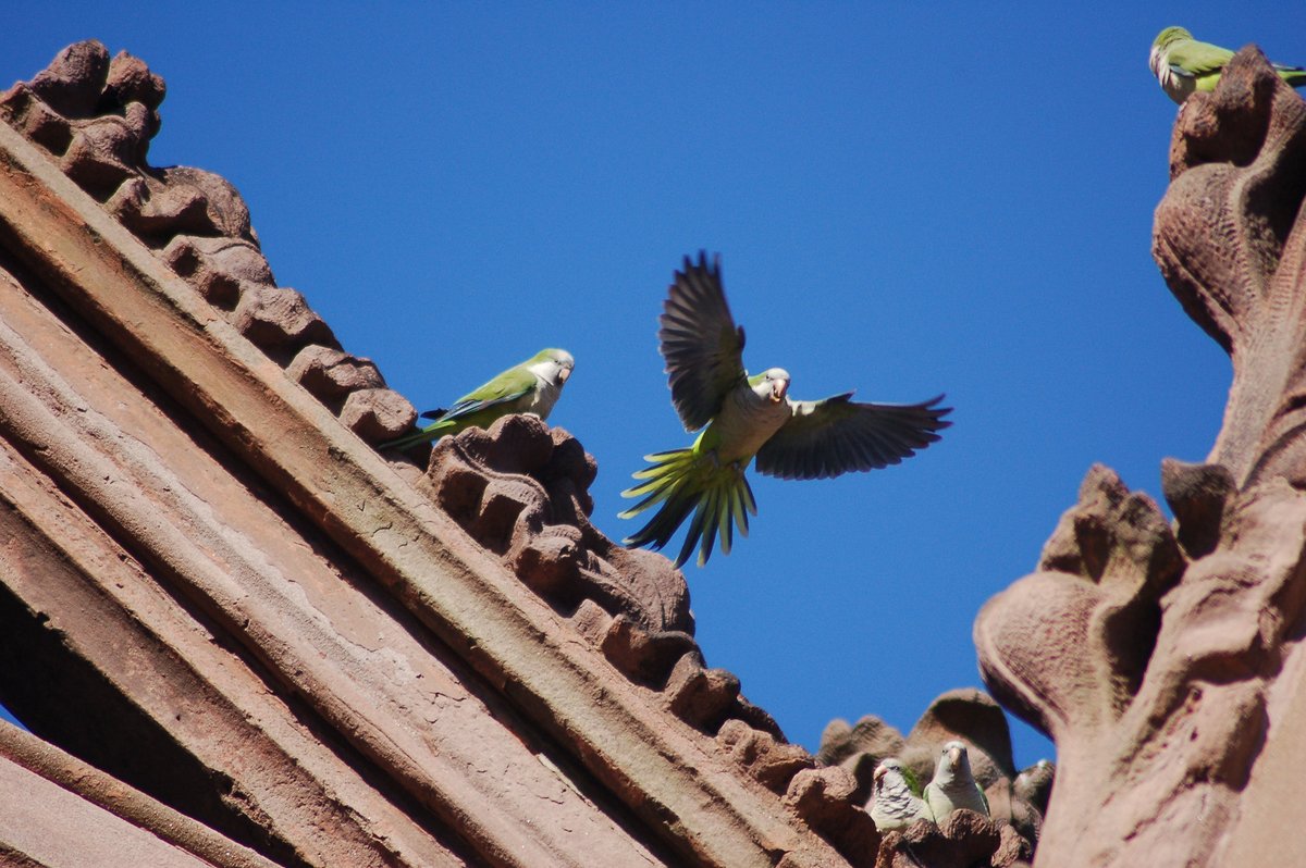 bhafrey's tweet photo. This week on #TheLastArchive: the weird overlap between invasive species panics &amp; anxieties about human overpopulation.

Also, parakeets living wild in NYC. @pushkinpods 

Listen: https://t.co/99z8Yr9I5q https://t.co/CLToSy4WQY