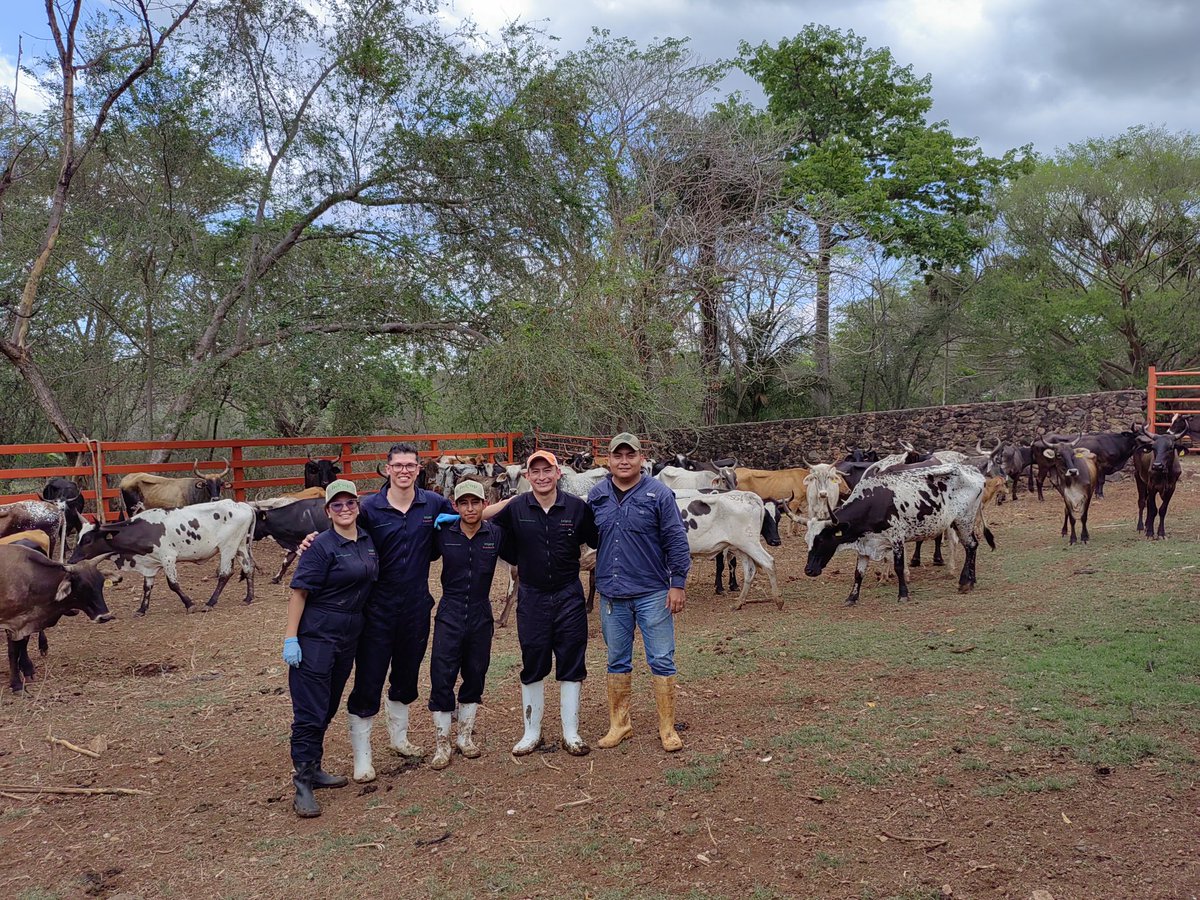 Here, we are training future vets and doing pregnancy diagnosis in Criollo Coreño at El Verdineño <a href="/inifap/">INIFAP</a>.