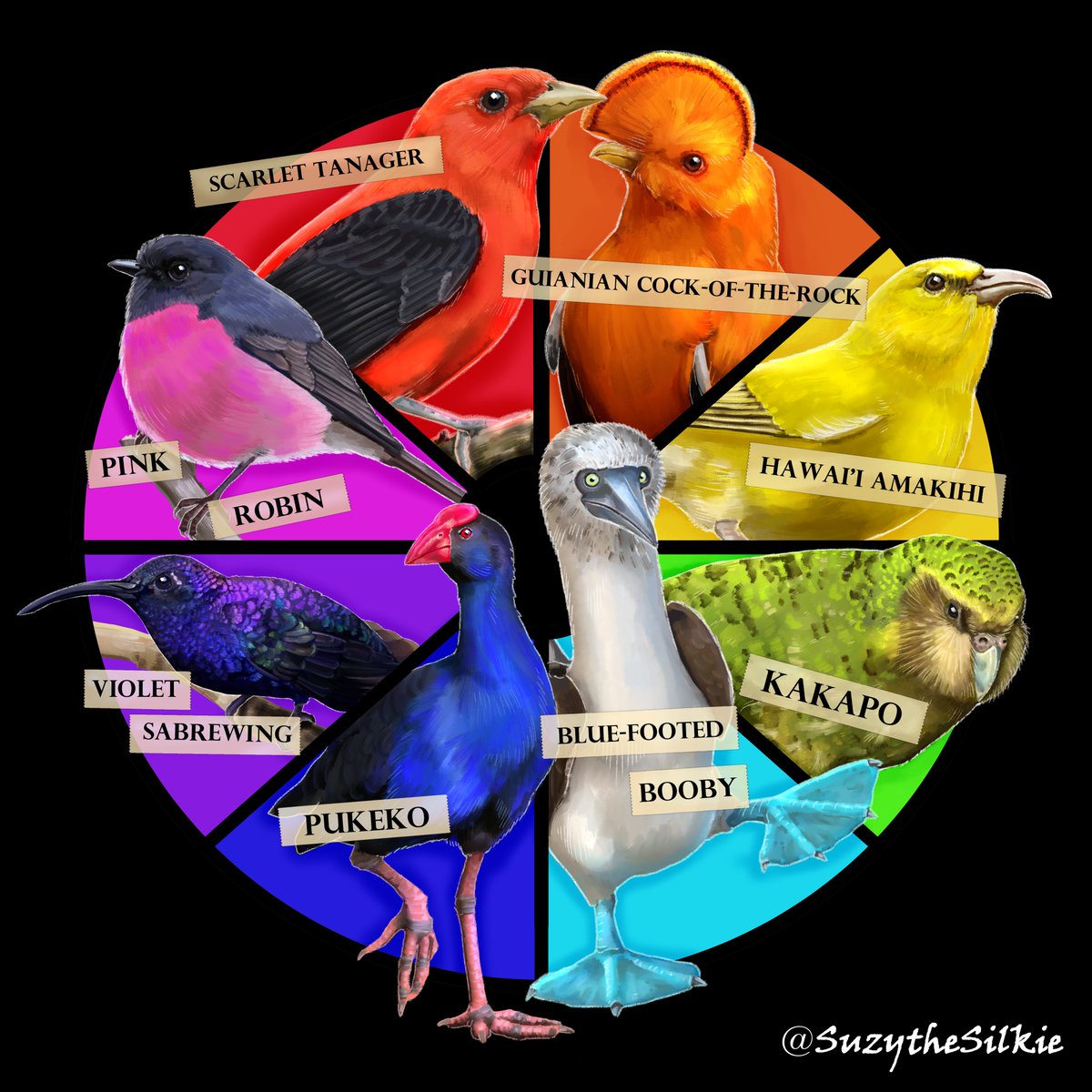 SuzytheSilkie's tweet photo. We have our last borb to complete the wheel, a widely requested Pink Robin!

Ok I need to know which one if your favorite bird in this wheel? I had SO much fun learning about so many new birds 💖 https://t.co/4oAa4jzFIk