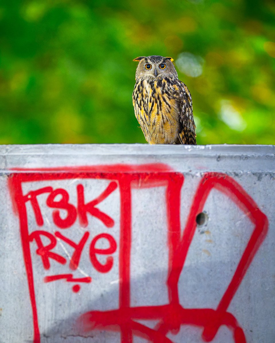 I love seeing owls in natural settings but am even more fond of seeing them in urban environments—the beautiful incongruity of a majestic bird at home in the cityscape. Flaco, the Central Park Eurasian eagle-owl, on a graffiti’d concrete pipe. #birds #birdwatching #birdcpp