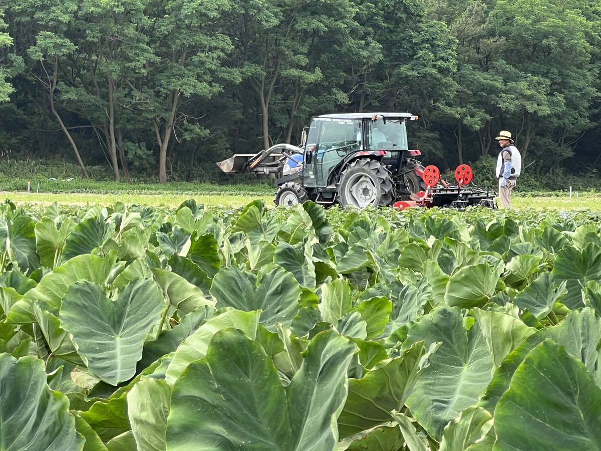 ✨いもあねちゃ✨アムザ農業部 tweet media