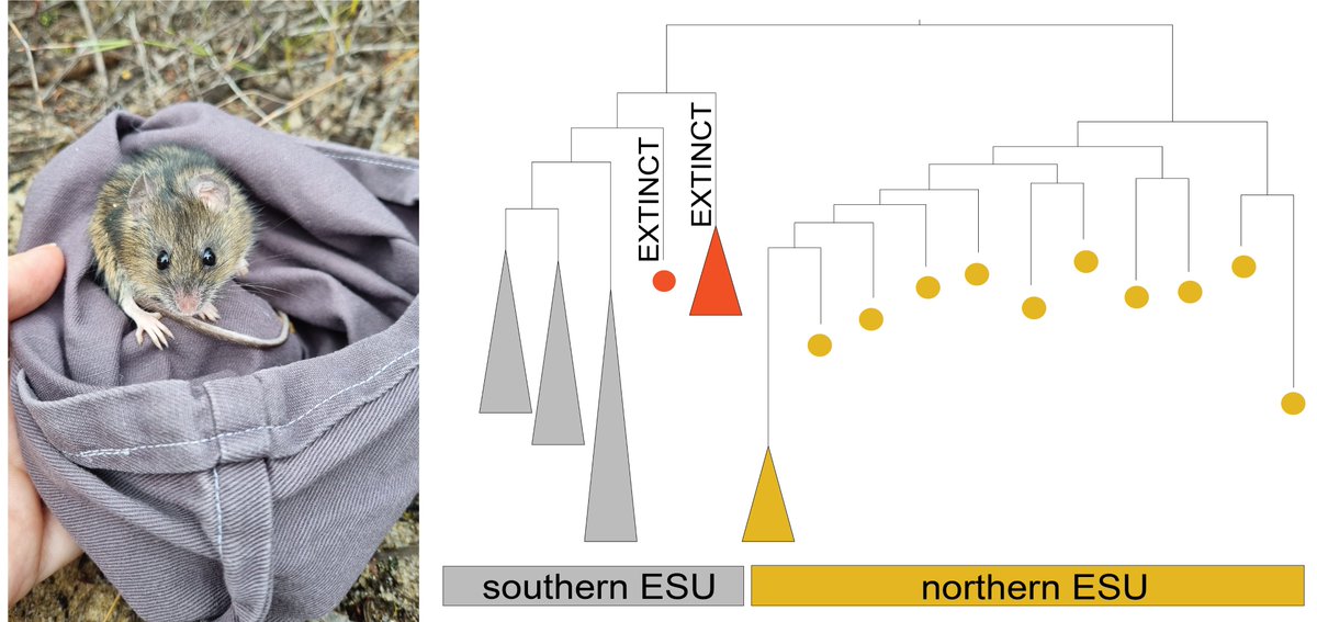 Dr Emily Roycroft (@emily_roycroft) on Twitter photo It's here! With the amazing <a href="/DrPABurns/">Phoebe Burns</a> as first author + my first as senior author. 'Population genomics of decline and local extinction in the endangered Australian Pookila' <a href="/drmparrott/">Dr Marissa Parrott</a> <a href="/MVMammals/">Kevin C Rowe</a> <a href="/ZoosVictoria/">Zoos Victoria</a> <a href="/museumsvictoria/">Museums Victoria</a> <a href="/EcoEvo_ANU/">Ecology&EvolutionANU</a> #ozrodents sciencedirect.com/science/articl… /1 It's here! With the amazing <a href="/DrPABurns/">Phoebe Burns</a> as first author + my first as senior author. 'Population genomics of decline and local extinction in the endangered Australian Pookila' <a href="/drmparrott/">Dr Marissa Parrott</a> <a href="/MVMammals/">Kevin C Rowe</a> <a href="/ZoosVictoria/">Zoos Victoria</a> <a href="/museumsvictoria/">Museums Victoria</a> <a href="/EcoEvo_ANU/">Ecology&EvolutionANU</a> #ozrodents sciencedirect.com/science/articl… /1