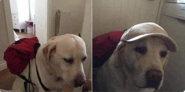 "Há algumas semanas, terminei um relacionamento de 7 anos com a minha ex-mulher. Ela ficou com o nosso cão e concordámos que aos fins de semana eu ficaria com ele.
Hoje à tarde, recebi a mensagem dela: "O seu filho está pronto, não o deixe
à espera."