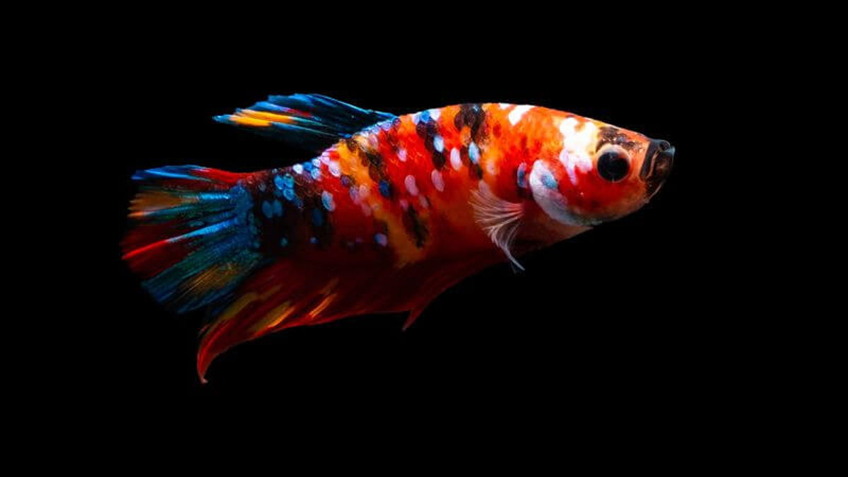 brineshrimp_'s tweet photo. Are you a fan of betta fish? Enhance their diet and overall health with the addition of brine shrimp eggs. These tiny morsels offer essential nutrients and help bring out the vibrant colors of your bettas. #bettas #healthydiet #vibrantcolors #brineshrimpeggs #fishhealth https://t.co/UiREekjlxc
