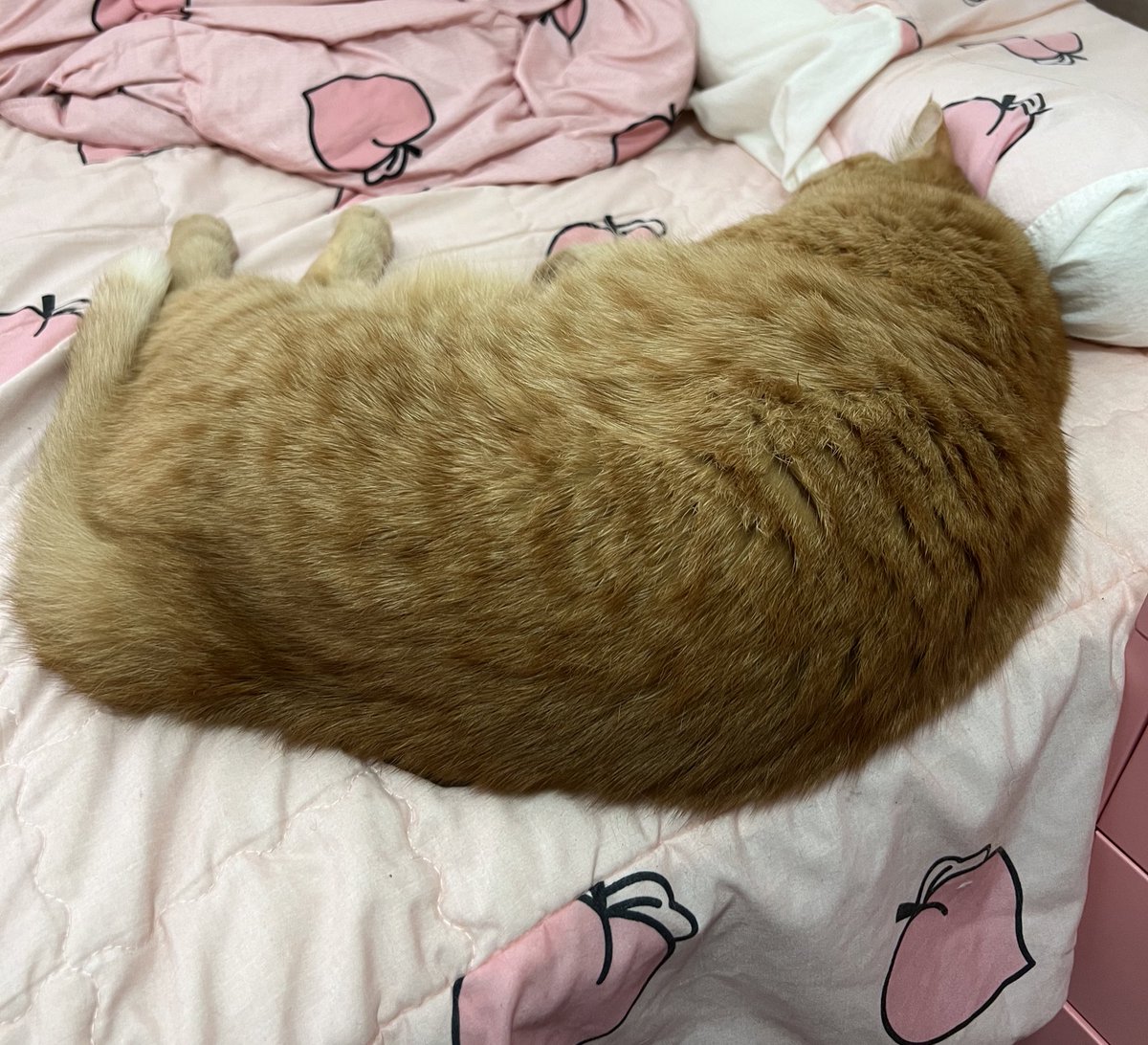 일하기 싫어서 누워있었는데 우주가 내 옆에 누움..
근데 나는 일해야하니까 일어났는데 우주는 고대로 잠들었더🥹 뒷모습 말랑한거봐