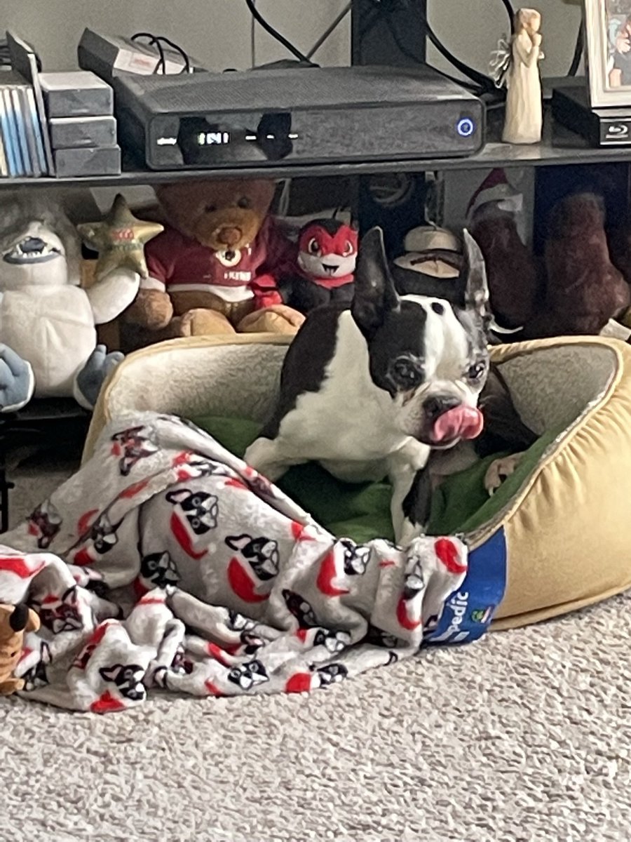 gingercookie100's tweet photo. Gonna miss you Ziggy. You’re one of the best. #ripziggy #thankyouforbeingagoodboy #bostonterrier https://t.co/as5RmAGNqq