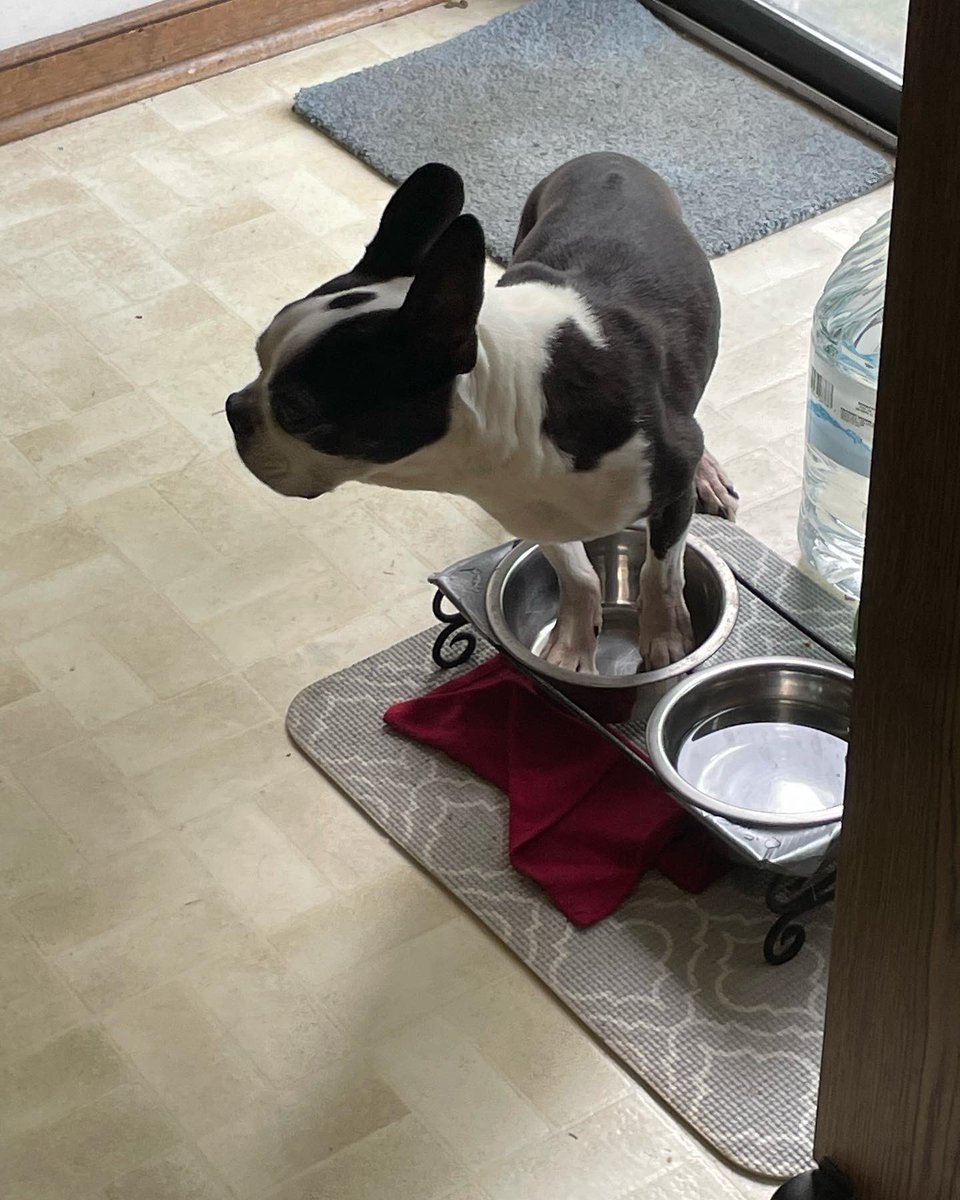 gingercookie100's tweet photo. Gonna miss you Ziggy. You’re one of the best. #ripziggy #thankyouforbeingagoodboy #bostonterrier https://t.co/as5RmAGNqq