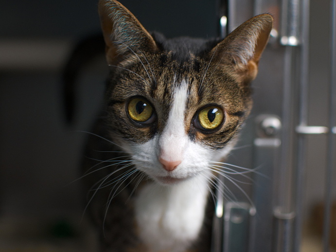 NYCDEATHROWCATS's tweet photo. THERE ARE 32 ANIMALS (10 CATS &amp; 22 DOGS) :( AT RISK FOR SATURDAY 7/8/23 DEADLINE IS NOON. PLEASE SHARE, FOSTER, ADOPT, TAG FRIENDS, POST TO SOCIAL MEDIA SITES, PLEDGE TO HELP SAVE THEIR LIVES. NEW PHOTOS https://t.co/Rt2PL8RaPy https://t.co/2Gj1aJV7et