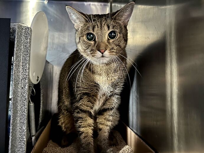 NYCDEATHROWCATS's tweet photo. THERE ARE 32 ANIMALS (10 CATS &amp; 22 DOGS) :( AT RISK FOR SATURDAY 7/8/23 DEADLINE IS NOON. PLEASE SHARE, FOSTER, ADOPT, TAG FRIENDS, POST TO SOCIAL MEDIA SITES, PLEDGE TO HELP SAVE THEIR LIVES. NEW PHOTOS https://t.co/Rt2PL8RaPy https://t.co/2Gj1aJV7et