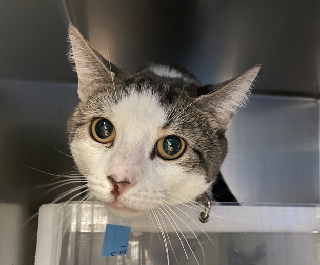 NYCDEATHROWCATS's tweet photo. THERE ARE 32 ANIMALS (10 CATS &amp; 22 DOGS) :( AT RISK FOR SATURDAY 7/8/23 DEADLINE IS NOON. PLEASE SHARE, FOSTER, ADOPT, TAG FRIENDS, POST TO SOCIAL MEDIA SITES, PLEDGE TO HELP SAVE THEIR LIVES. NEW PHOTOS https://t.co/Rt2PL8RaPy https://t.co/2Gj1aJV7et