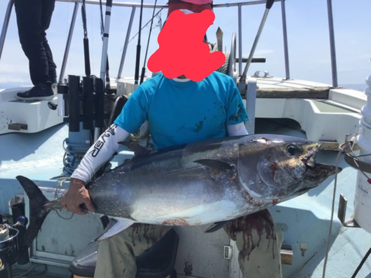 KatsuwoI's tweet photo. クロマグロの今月の採捕禁止が決まりました
遊漁船は仕事が無くなるというのに何故こんなザルな重さを載せる？　
この3匹90.90.80kgと新潟の遊漁船が載せてる
は？コレで90?
4枚目正真正銘の85kg
ソレを鵜呑みにして釣人が申請したら？

プロ意識低すぎんか？

重さ長さは釣人の心の拠り所トロフィーや https://t.co/lxVvqHPwYk