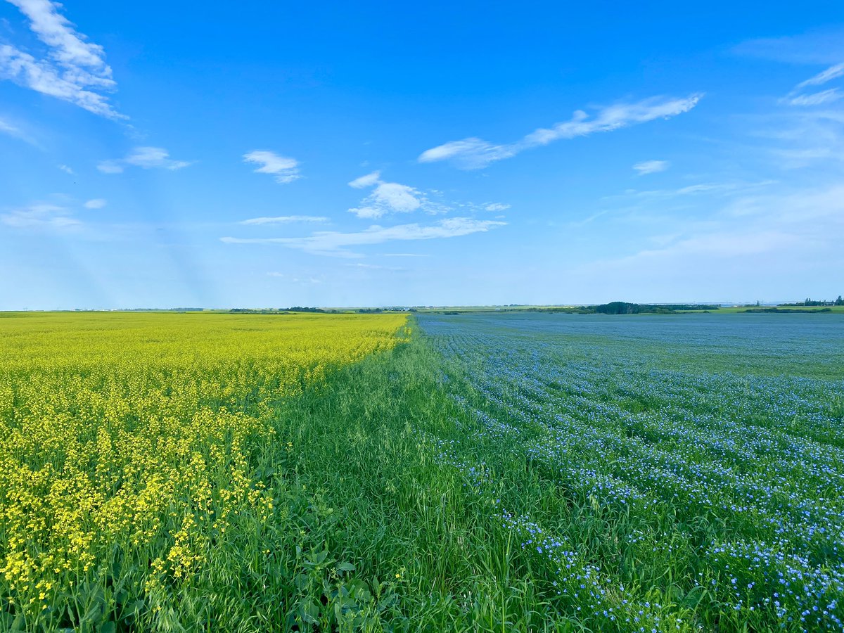 Still a soft spot for flax.. these shots are few and far between! @saskflax