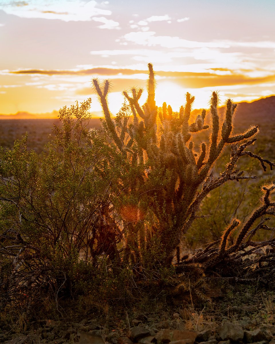 Summer sunsets in Teravalis bring out the natural beauty of the land we have the privilege of calling home. Surrounded by desert vegetation, our future residents will be fully immersed in the natural landscape of the Sonoran Desert. #Teravalis #LandoftheValley #HHC #Summer