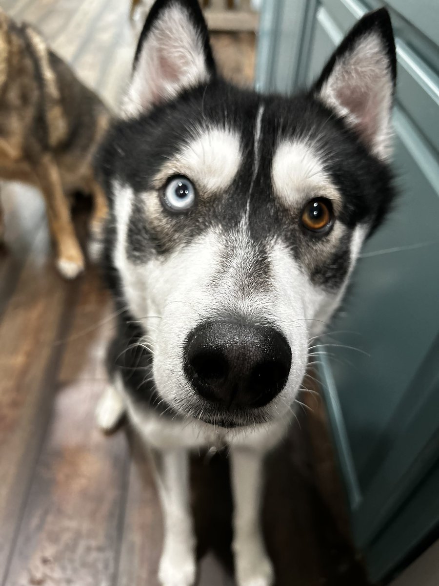 Blake Lewis IV tweet media