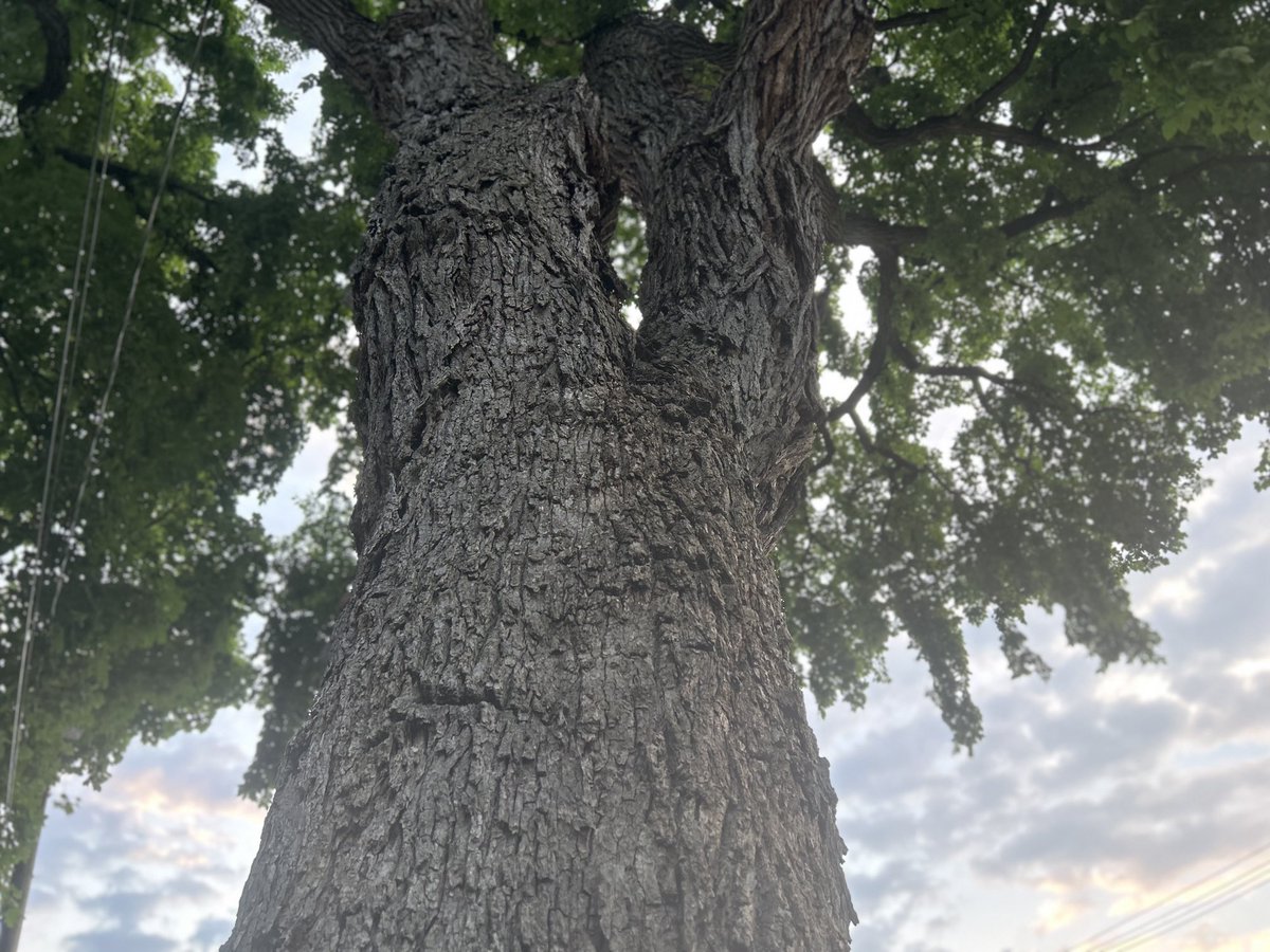 921twinsie's tweet photo. Keeping watch #favoritetree #Elms #Summerfun #pugs #pugsoftwitter #dogsoftwitter #blackpugs #sunset #July https://t.co/xOVZxMMQhe